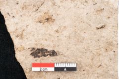 Foto (Detailansicht) von Araucaria sternbergii Goeppert (NHMW-GEO-2024-0188-8301)